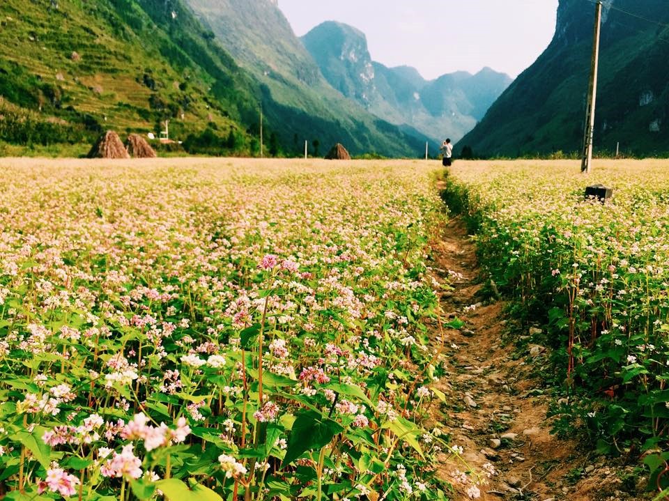 The beautiful buckwheat fields in Ha Giang, Vietnam -zonitrip