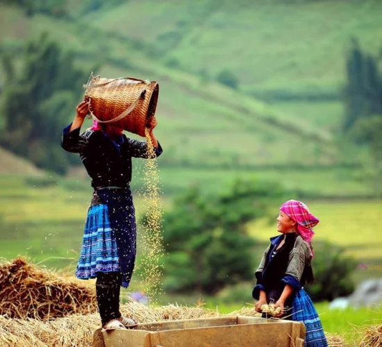 rice terrace - mu cang chai-vietnam