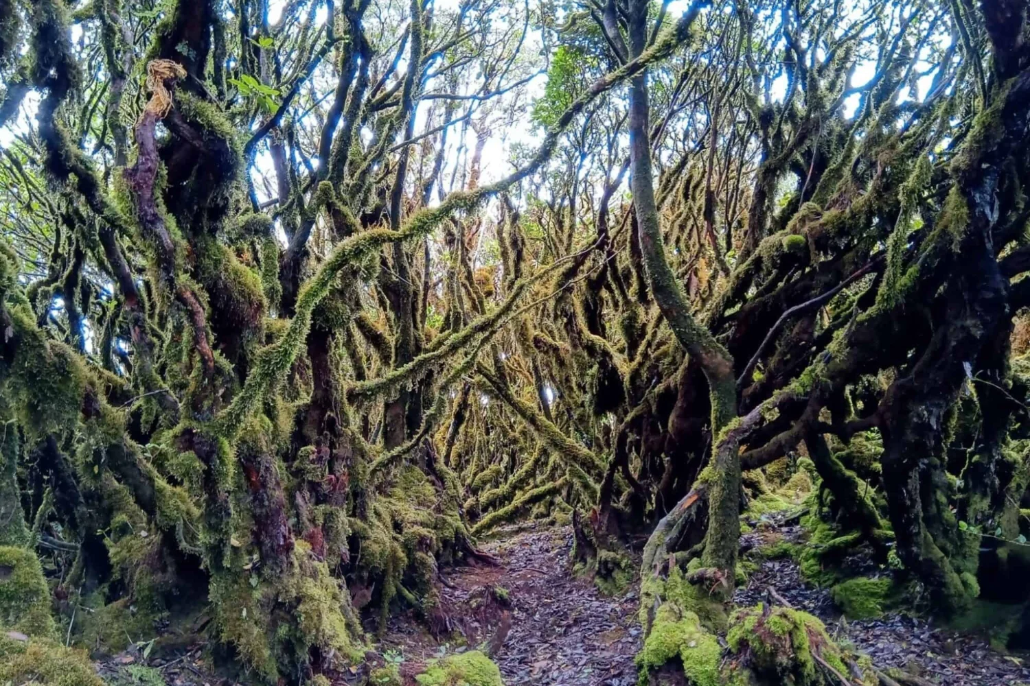 Trek Ta Xua, Tram Tau, Yen Bai