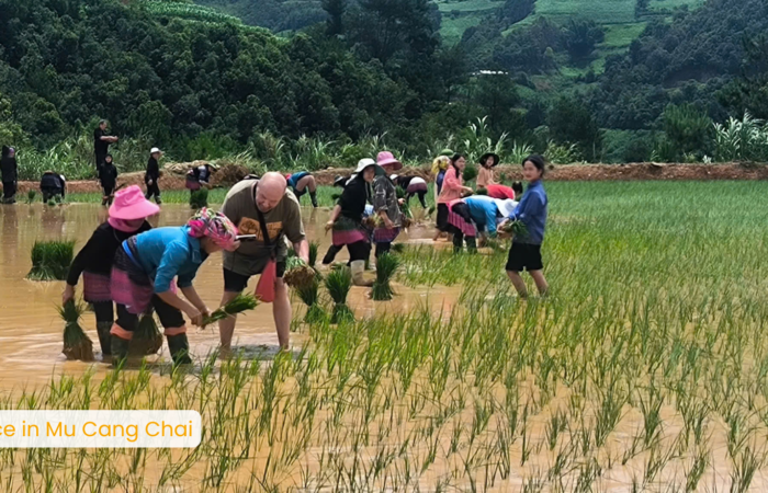 RIce terrace field in Mu Cang Chai - zonitrip