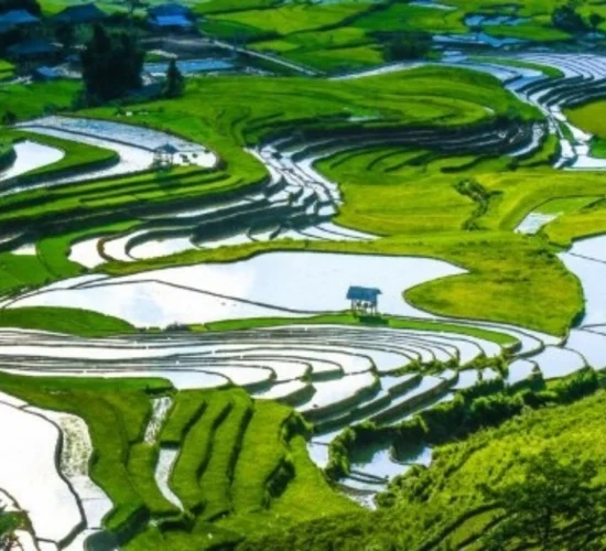 sapa- mu cang chai- rice terrace