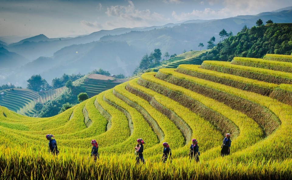 Mong ngua- mu cang chai