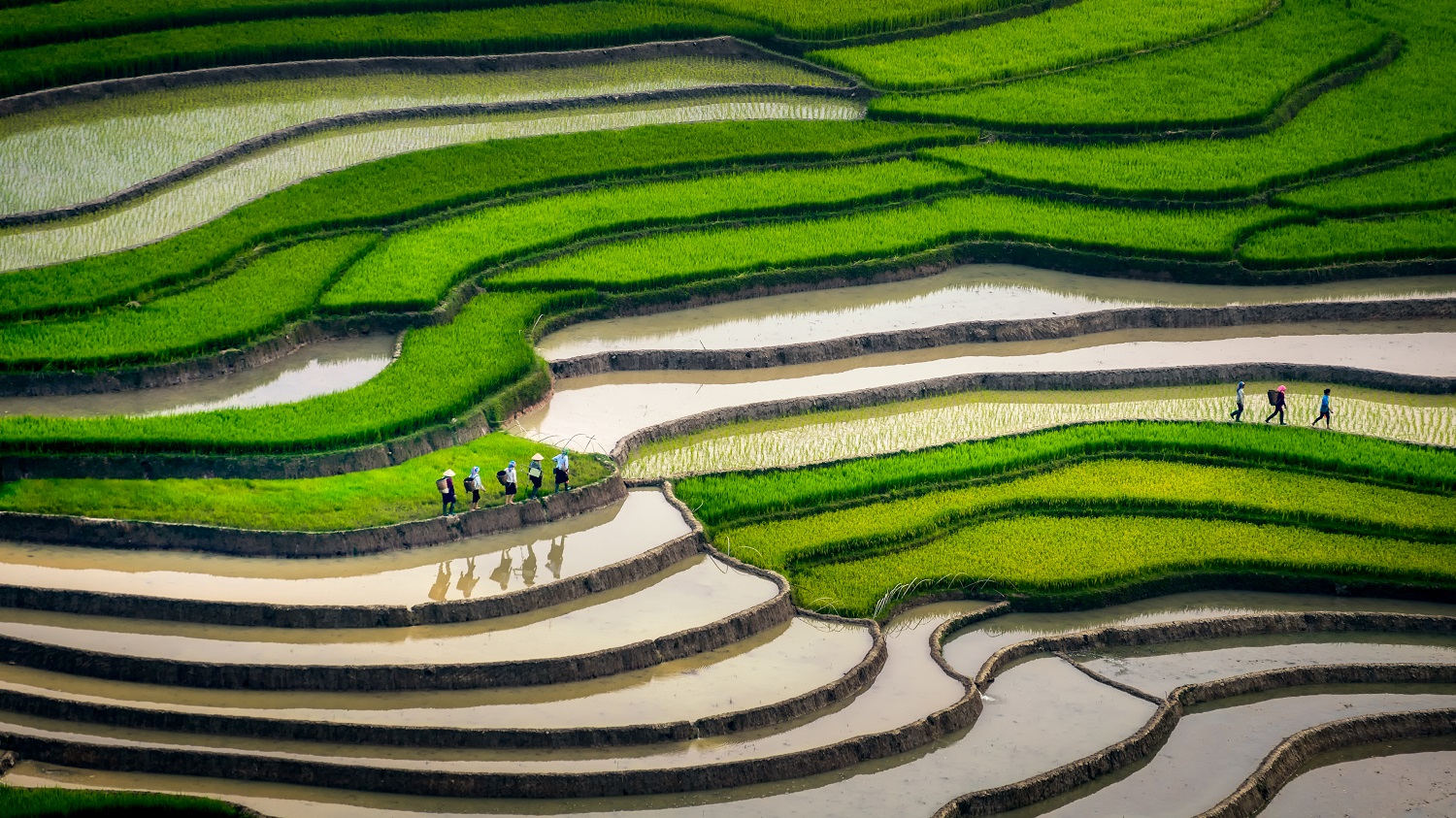 mu cang chai rice terraces - in water season