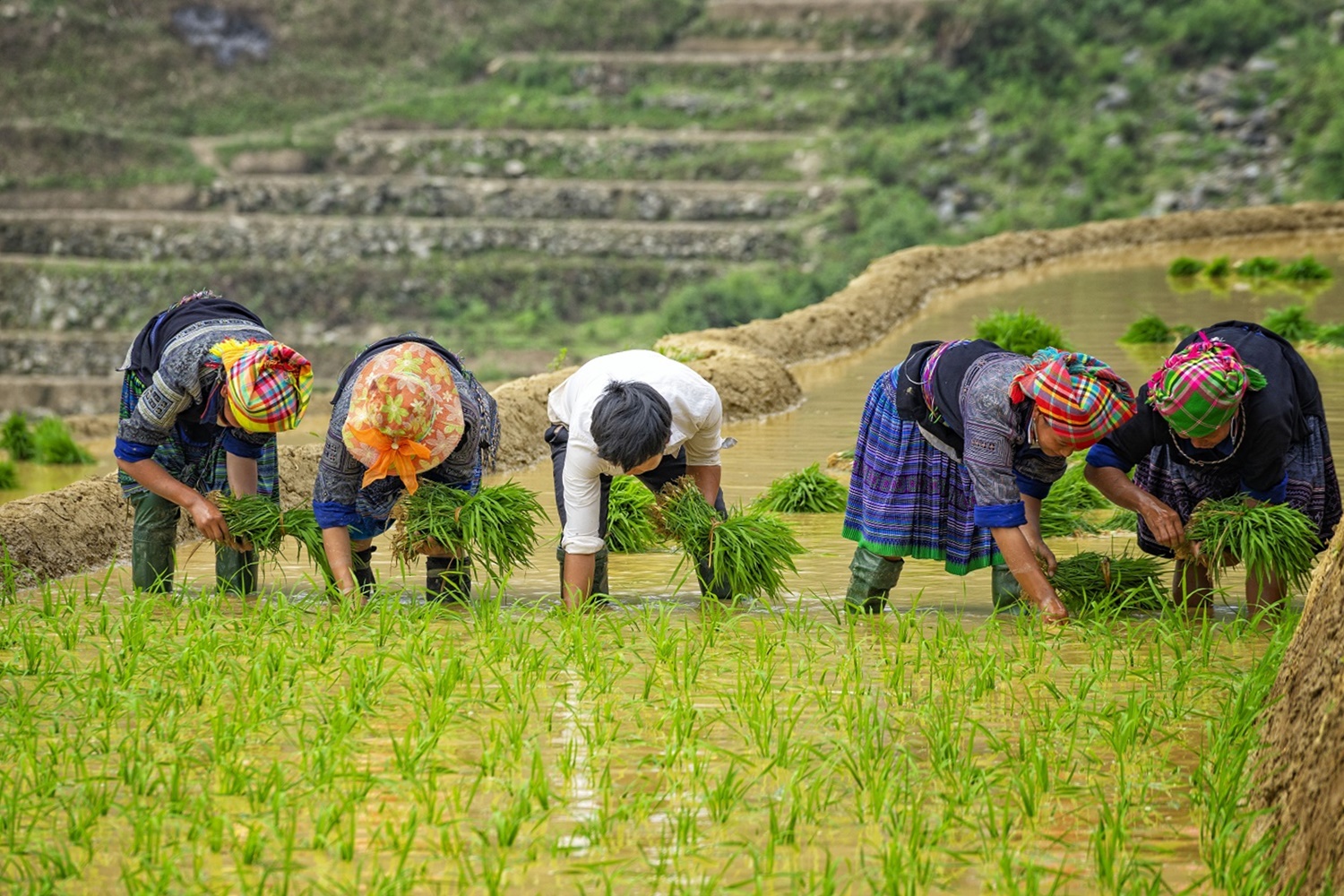 mu cang chai - rice terrace field in water season