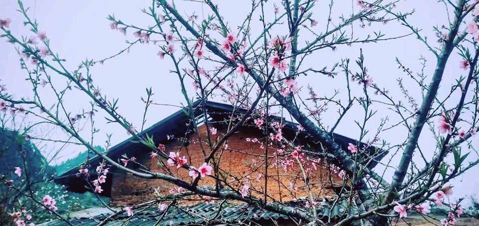 spring in Ha Giang- mùa xuân ở Hà Giang