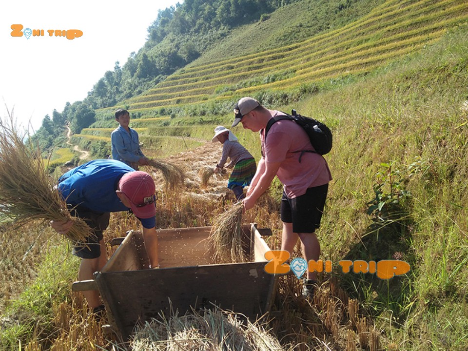 rice harvest at mu cang chai.960px